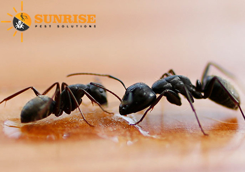 Ants control services near me 
